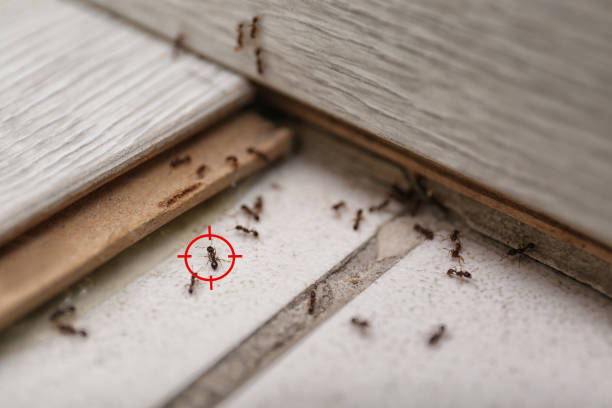 Best Residential Pest Control  in Santo Domingo Pueblo, NM
