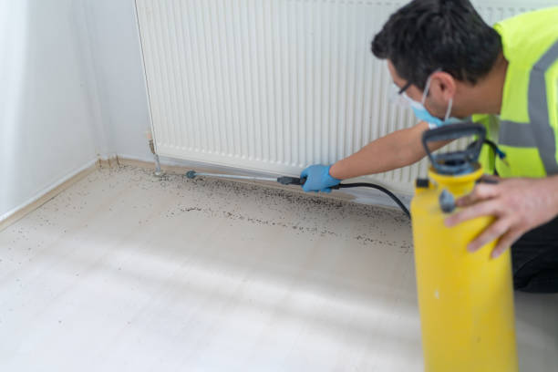 Best Ant Control Services  in Santo Domingo Pueblo, NM